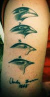 Darwin's Finches tattoo