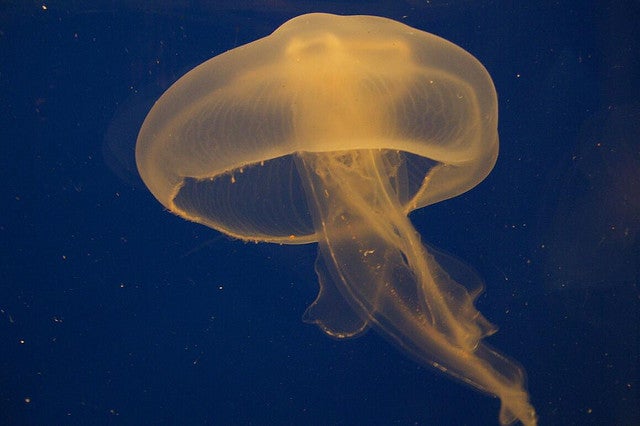"jellyfish"