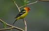 McGrann and his team studied the songs of the western tanager, seen here.