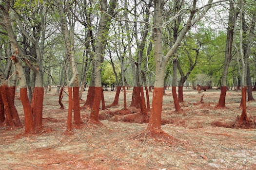 A toxic aluminum spill in Hungary killed nine people and forced thousands to evacuate the area. Left behind were a series of strange effects on the landscape. Spanish photographer Palíndromo Mészáros documented the damage, and <em>American Photo</em> collected his work from the project <a href="http://www.americanphotomag.com/photo-gallery/2012/07/hungarys-thick-red-line">here</a>.