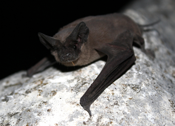 This is a Mexican free-tailed bat (Tadaria braziliensis) from Bracken Cave, near San Antonio, Texas. He does not want to hurt you.