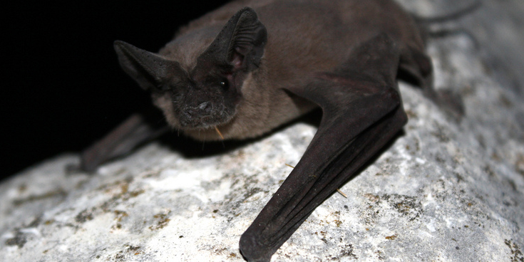 This Halloween, Celebrate The Beautiful Bat