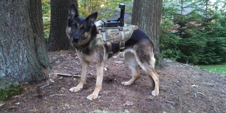 Cerberus Turns Military Dogs Into Cyborgs