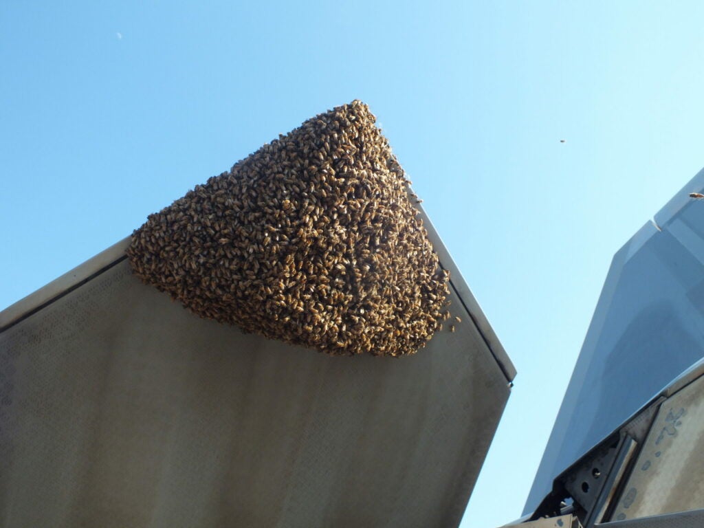 Bee Swarm Flush With F-22
