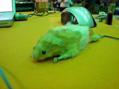 A taxidermied mouse that has been turned into a computer mouse.