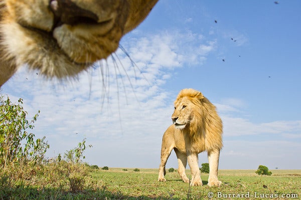This shot, and <a href="http://www.burrard-lucas.com/beetlecam/2011-project/male-lion-gallery">a whole bunch of others</a>, were taken with a little camouflaged beetle-like camera-robot. The lions don't seem to be afraid of it--though they are curious.