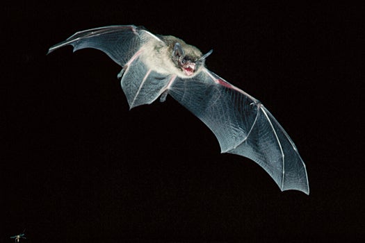 August 1990, New Jersey, USA --- Little Brown Bat in Flight --- Image by © Joe McDonald/CORBIS