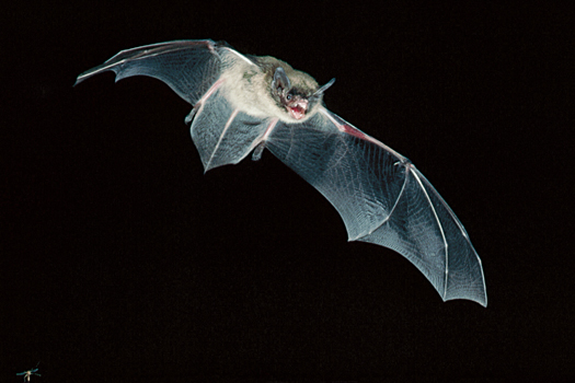 PopSci BatSci: Biologists Use Old Weather Data to Track Bat Signals