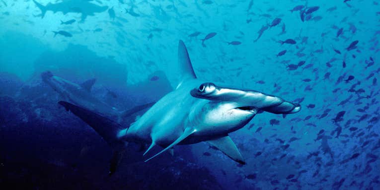 Cuba’s pristine reefs are ideal for spotting great hammerhead sharks