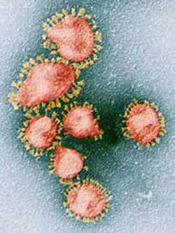 Compound LJ001 Acts Like Antibiotic Against Viruses
