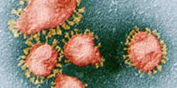 Compound LJ001 Acts Like Antibiotic Against Viruses