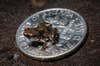 A native of New Guinea, the newly-discovered <em>Paedophryne amauensis</em> frog has been crowned the smallest known vertebrate in the world. It's sitting on a dime there. A dime. Read more about the frog (and listen to its adorable tiny squeaks) <a href="https://www.popsci.com/science/article/2012-01/new-species-puny-frog-worlds-smallest-vertebrate-animal/">here</a>.