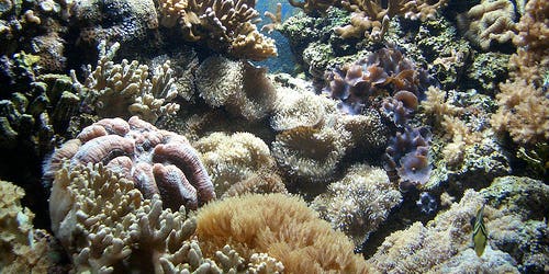 Ocean pH and the Fate of the Food Chain