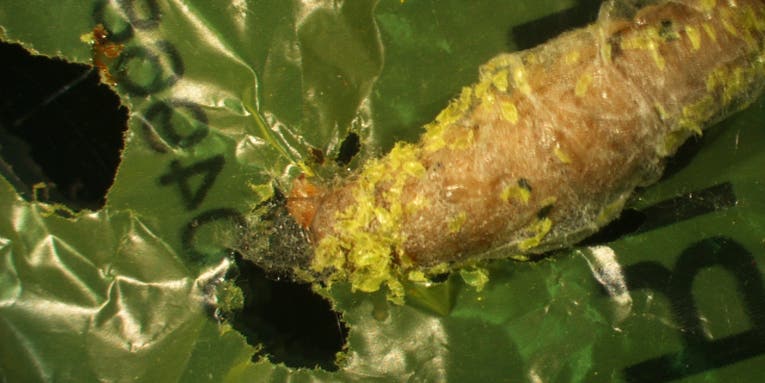 These caterpillars chow down on plastic bags