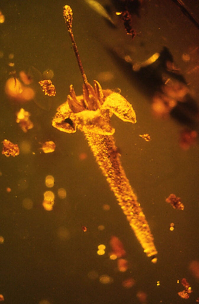 The fossilized flower in place inside the amber.