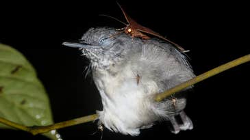 Megapixels: A moth drinks tears from a bird’s eye