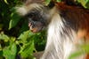 Red colobus monkey eating