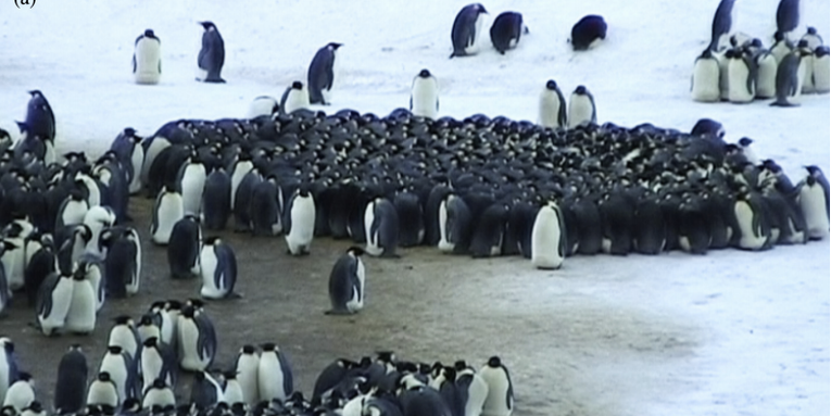 Just One Penguin Could Break Up A Huddle