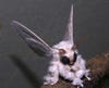 The Venezuelan poodle moth is only <em>maybe</em> real; we sincerely hope it is, at least. This photo has actually existed since 2009, and was taken by a real zoologist, but there's some debate on what exactly the moth <em>is</em> (new species or something else?) besides nightmare fuel.