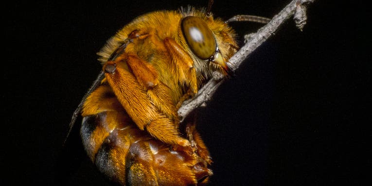 Do Insects Sleep?