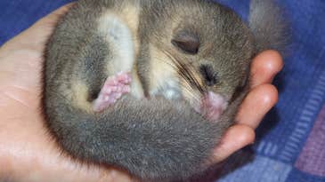 Sleepy Dormice Break Wild Hibernation Record At 11 Months