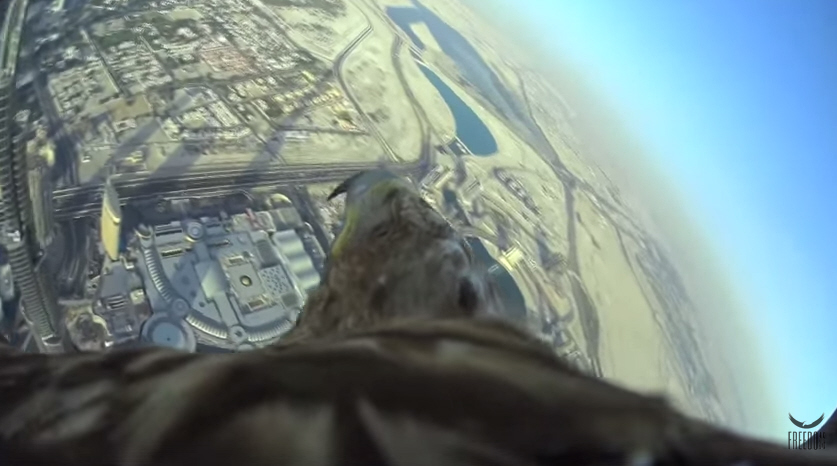 Eagle Films Flight From World’s Tallest Building, Sets Record [Video]