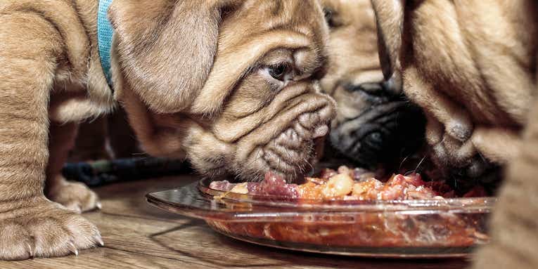 Should you feed your pet raw meat?
