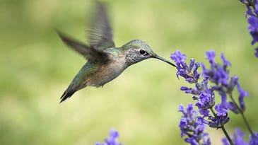 Some hummingbirds hit notes so high, only a dog could hear them