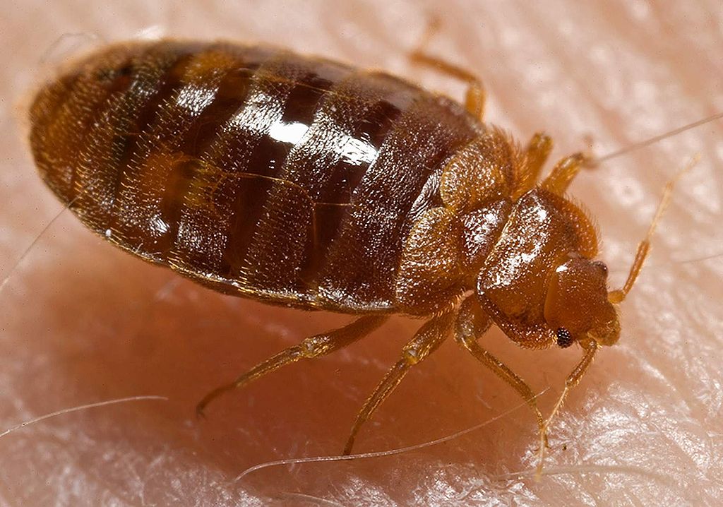 Even our ancient ancestors had to deal with bed bugs