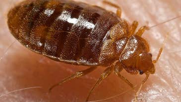 Bed Bugs Beat Insecticides With Thick Skin