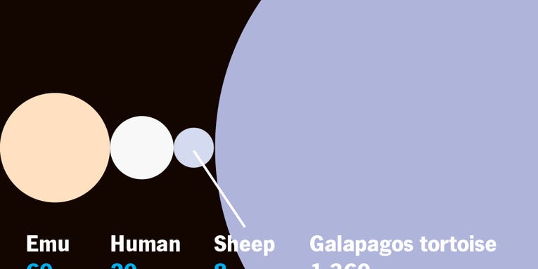 Which Animals Can Have The Most Babies? [Infographic]