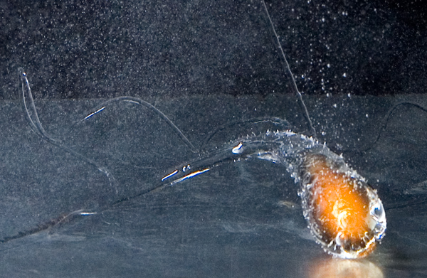 A cooling Prince Rupert's drop with molten glass still visible on the inside.