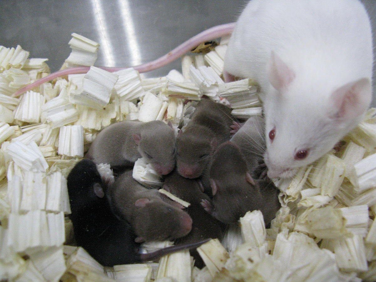 Space sperm makes healthy mouse babies on Earth