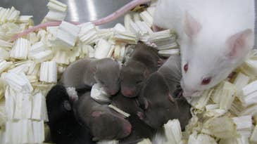 Space sperm makes healthy mouse babies on Earth