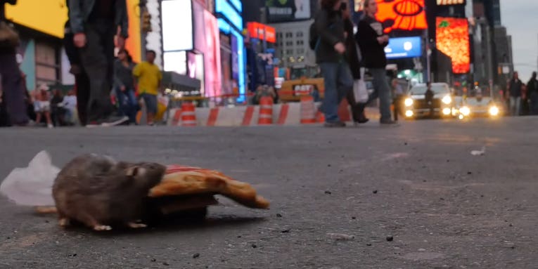 Pizza Rat Robot Terrifies New Yorkers