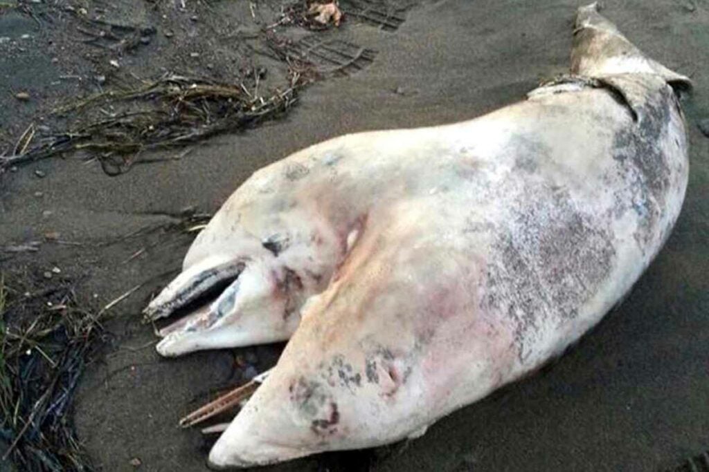 On the Aegean coast near Izmir, Turkey, a few beach-goers were treated to a startling, uncommon sight on Monday: a two-headed dolphin calf washed up on shore. The dolphin is 3.2 feet long and about a year old, although the species is still unknown. Researchers have taken it to a nearby lab to analyze the specimen. <a href="https://www.popsci.com/article/science/adorable-panda-babies-and-other-amazing-images-week/"><em>From August 15, 2014</em></a>