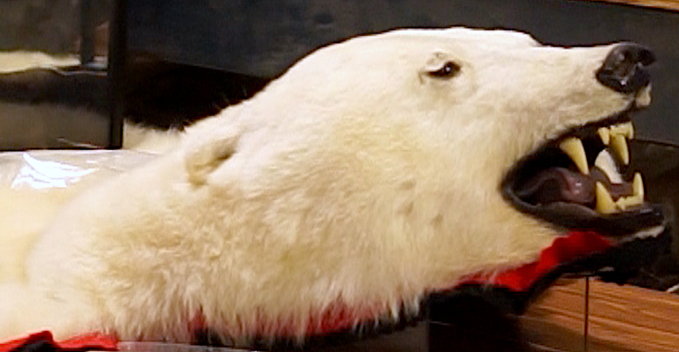 Inside America’s largest collection of stuffed endangered animals