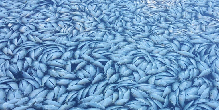 Why thousands of dead fish flooded a New York canal