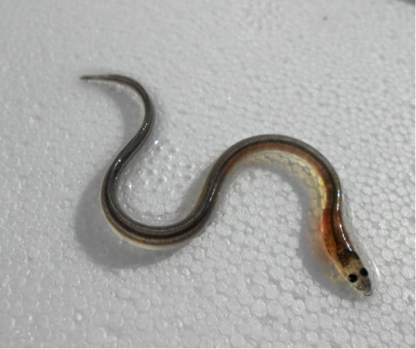 glass eel