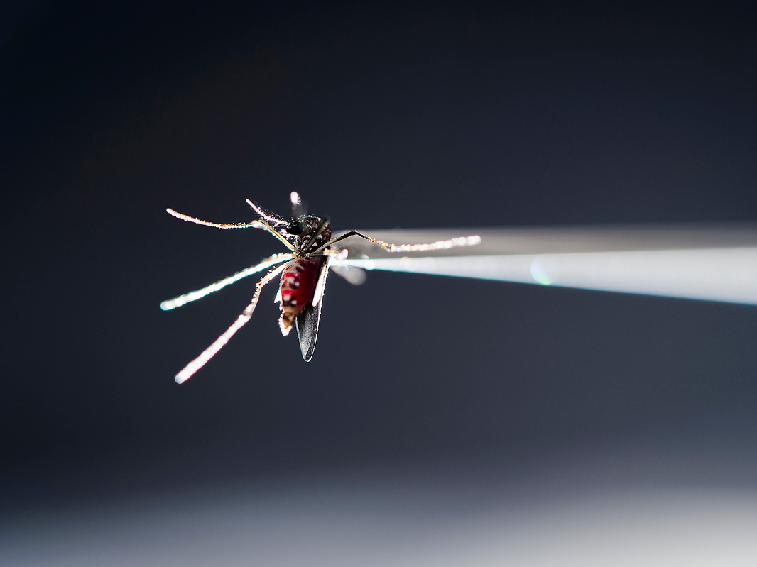 New Zika Study Results Could Help Design A Vaccine