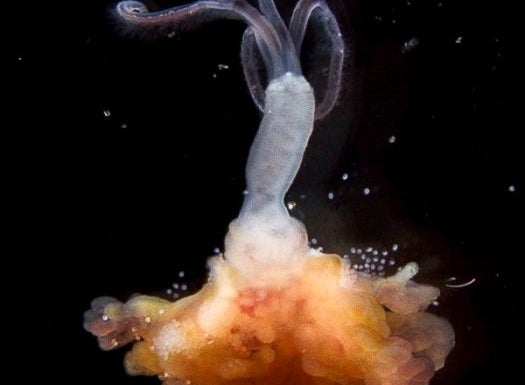 A Zombie Worm And Other Amazing Images From This Week