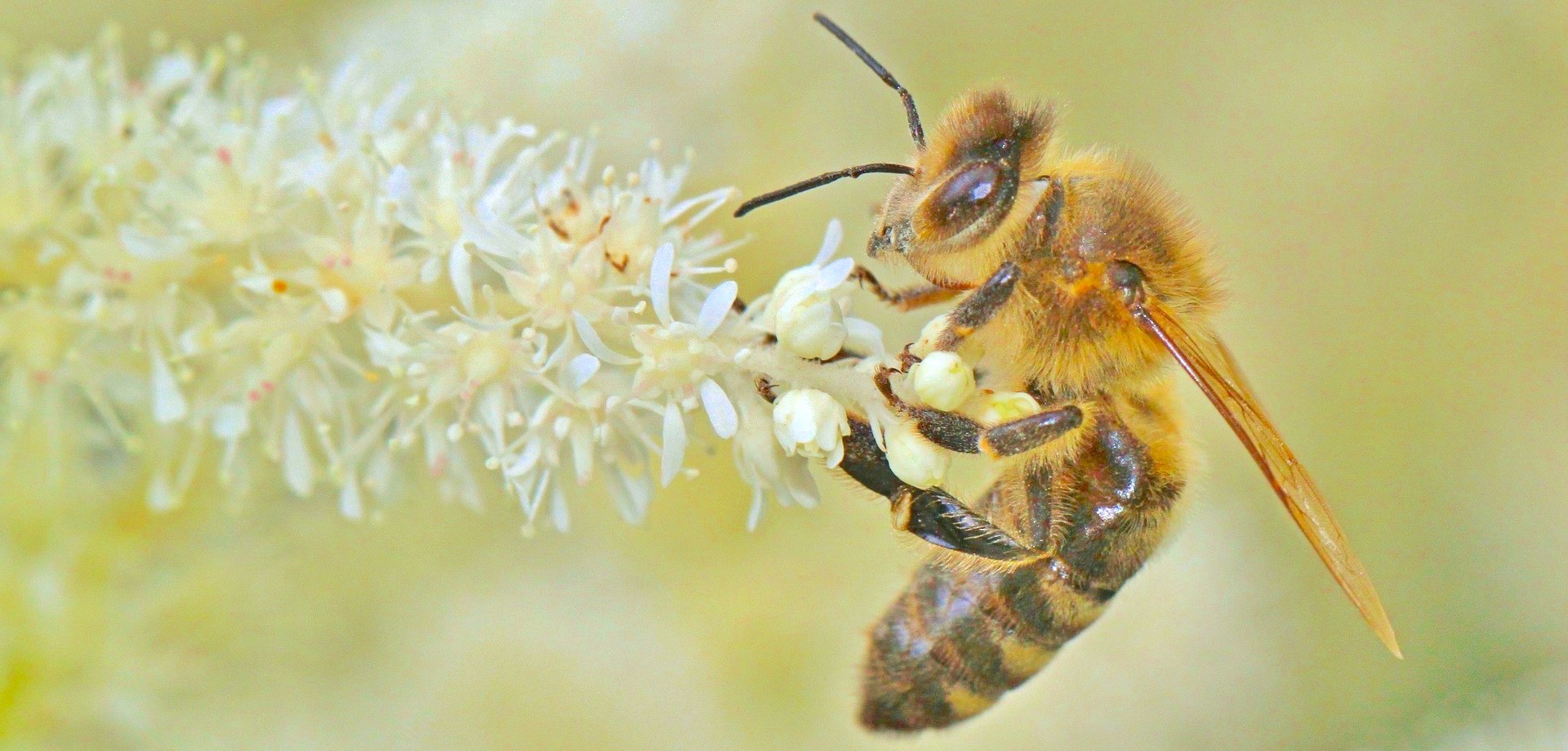 The bees behind your morning coffee might be in big trouble