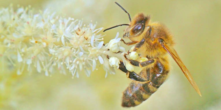 The bees behind your morning coffee might be in big trouble