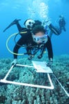 <strong>Career:</strong> Scientific Diver<br />
<strong>Learn to:</strong> Tag animals near a coral reef in Hawaii Undergraduate Jackie Troller plans to spend the better part of next summer in a century-old shipwreck. She will camp on the western coast of the Big Island kayak 1,000 yards offshore, and dive the remains of the SS Maui, a steamship that ran aground in 1917. Ah, the drudgery of the Marine Option Program. The MOP curriculum reads like a Club Med itinerary: snorkeling, diving, boating, bird-watching, even painting the sea. Undergrads of all majors can apply to the 16-credit program, the hands-on equivalent of a minor. MOP prepares students for any undersea ventures; Senior Christian Clark now works installing underwater equipment for the school's shark lab. aThere would be 30 to 40 sharks swimming around me while I was working,a says Clark, who hopes to land a job as a scientific diver, like many alumni. aIt was amazing.a <strong>Phone:</strong> 808-956-8433<br />
<strong>Web site:</strong> <a href="http://hawaii.edu/mop">hawaii.edu/mop</a>