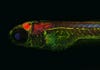 A translucent zebrafish larva showing the nervous system of the fish (green), the expression of the protein Tau (in red), and Alzheimer-like alterations of Tau (in blue). In humans Tau protein aggregates in the brains of Alzheimer patients and plays a major role in the degeneration of brain cells. By bringing Tau into translucent zebrafish larvae, the disease-causing effects of the protein can be studied directly under the microscope.