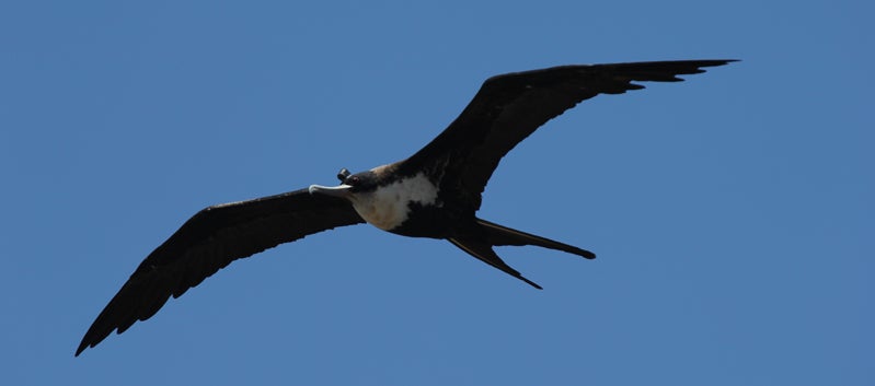 Female Great frigatebird flying