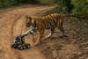 A tiger cub plays with a "camera car." The car was built by National Geographic's photo engineering department. The male cub stalked and then swatted the contraption.