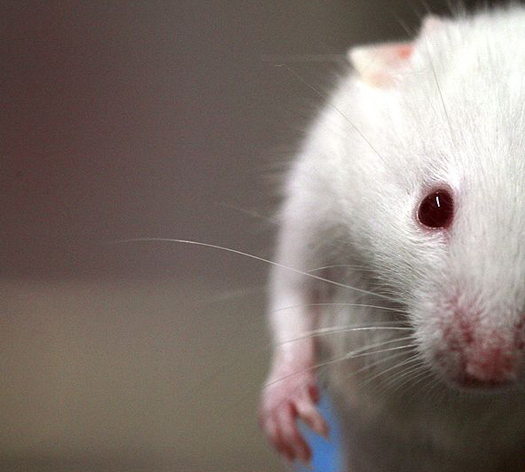 Harvard Reverses Aging Process in Mice, Could Lead to Human Anti-Aging Treatments