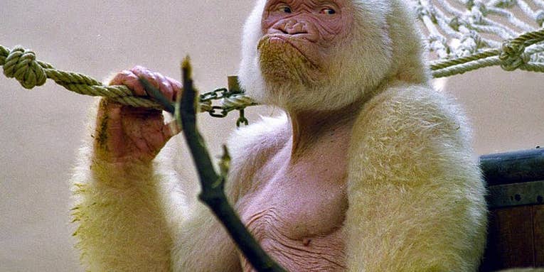The World’s Only Known White Gorilla Was The Result Of Incest