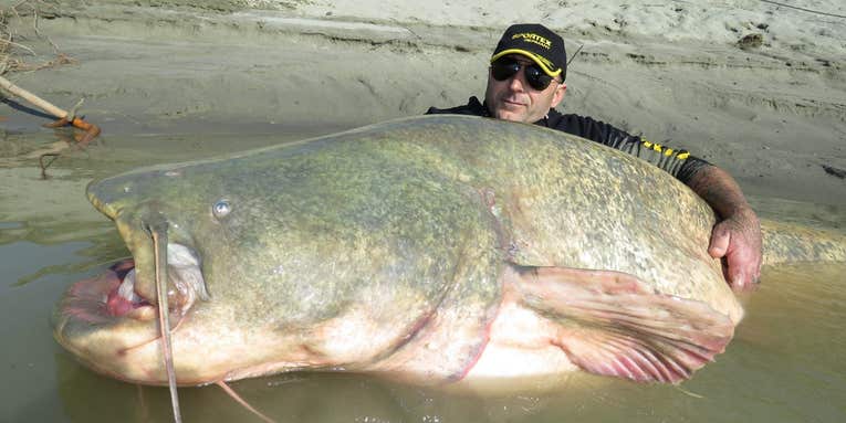 This Is One Seriously Big Wels Catfish